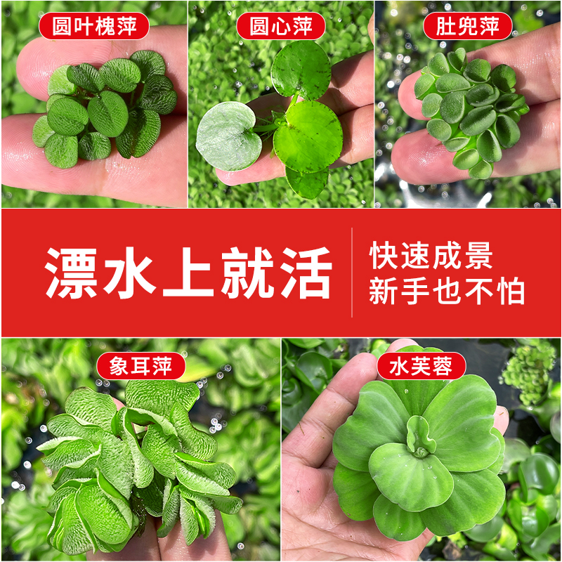 好养易活丨浮水植物草场直发