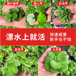 浮萍水草水生植物水培水芙蓉鱼缸造景植物养龟缸水葫芦水上圆心萍