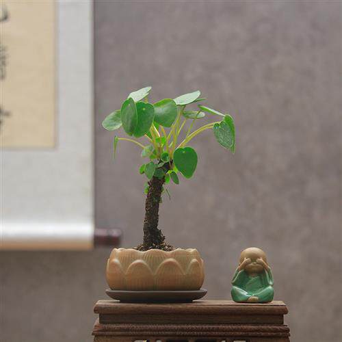 禅意盆栽 镜面草 网红多肉植物吸毒草金线老桩铜钱草北欧风办公桌