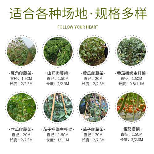 竹竿刚竹条豆角黄瓜番茄西红柿菜园搭架蔬菜爬藤架彩旗杆菜架篱笆