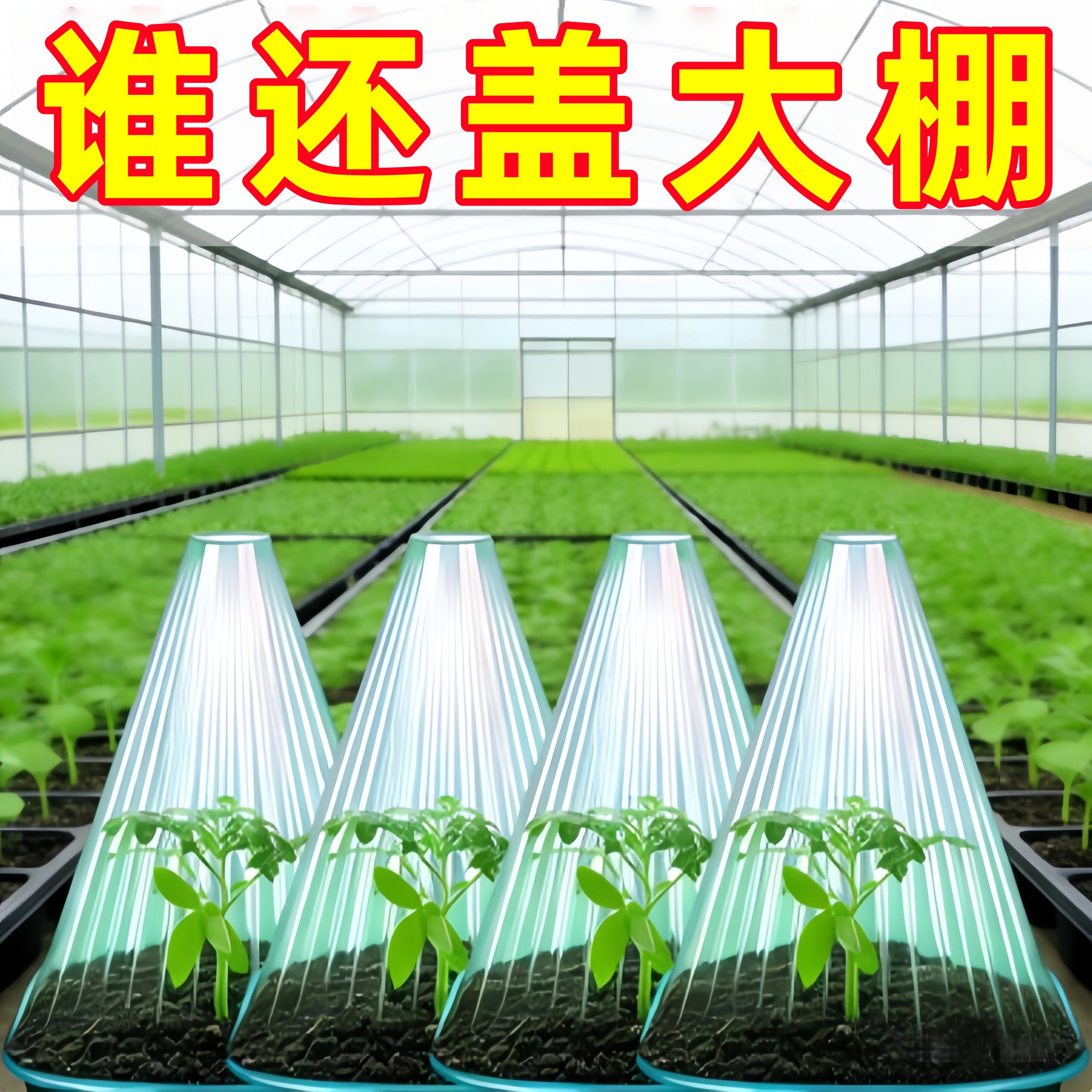可降解透明育苗盘保温罩防冻