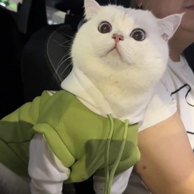 猫咪衣服防掉毛衣服秋冬装金渐层布偶猫英短蓝猫幼猫小猫带帽卫衣