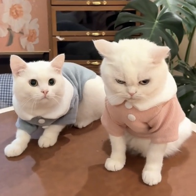 猫咪衣服防掉毛可爱2025新款ins金渐层布偶猫英短蓝猫秋冬天绒衣