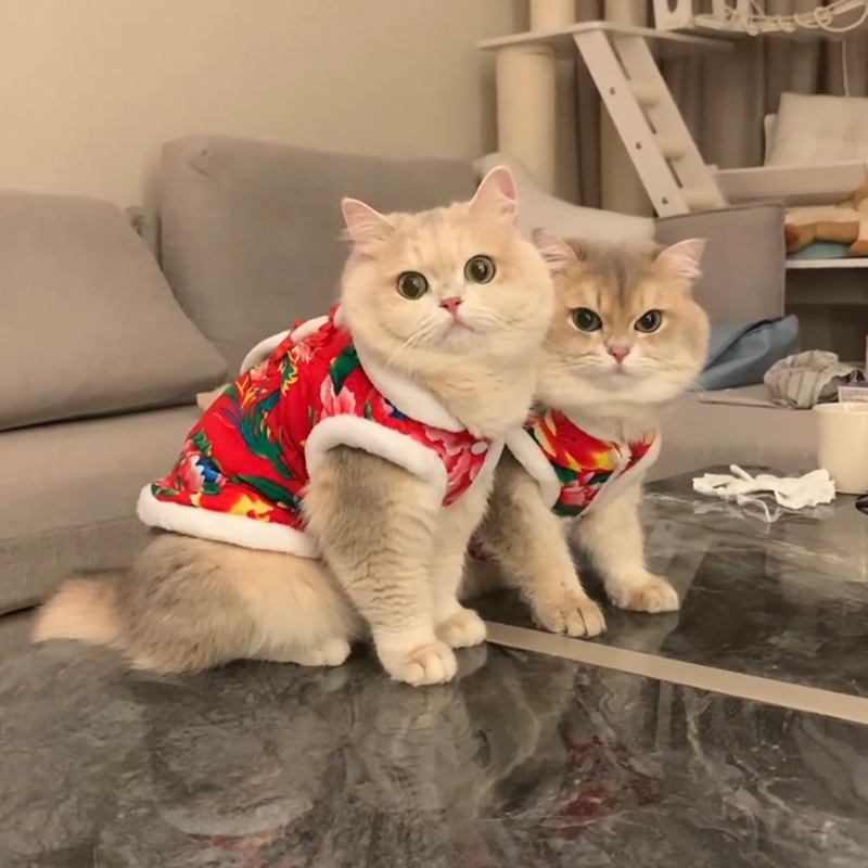 猫咪新年东北大花棉袄