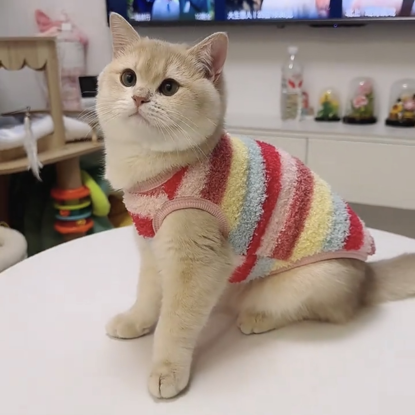 猫咪衣服秋冬装防掉毛加绒保暖金渐层布偶猫英短蓝猫可爱冬天服装