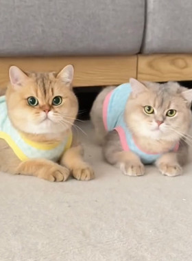 猫咪防掉毛衣服夏天可爱英短蓝猫布偶猫金渐层夏季薄款棋盘格背心