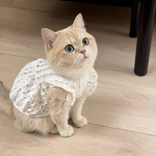 猫咪衣服夏天公主裙可爱韩版金渐层矮脚蓝猫英短宠物新款夏季裙子