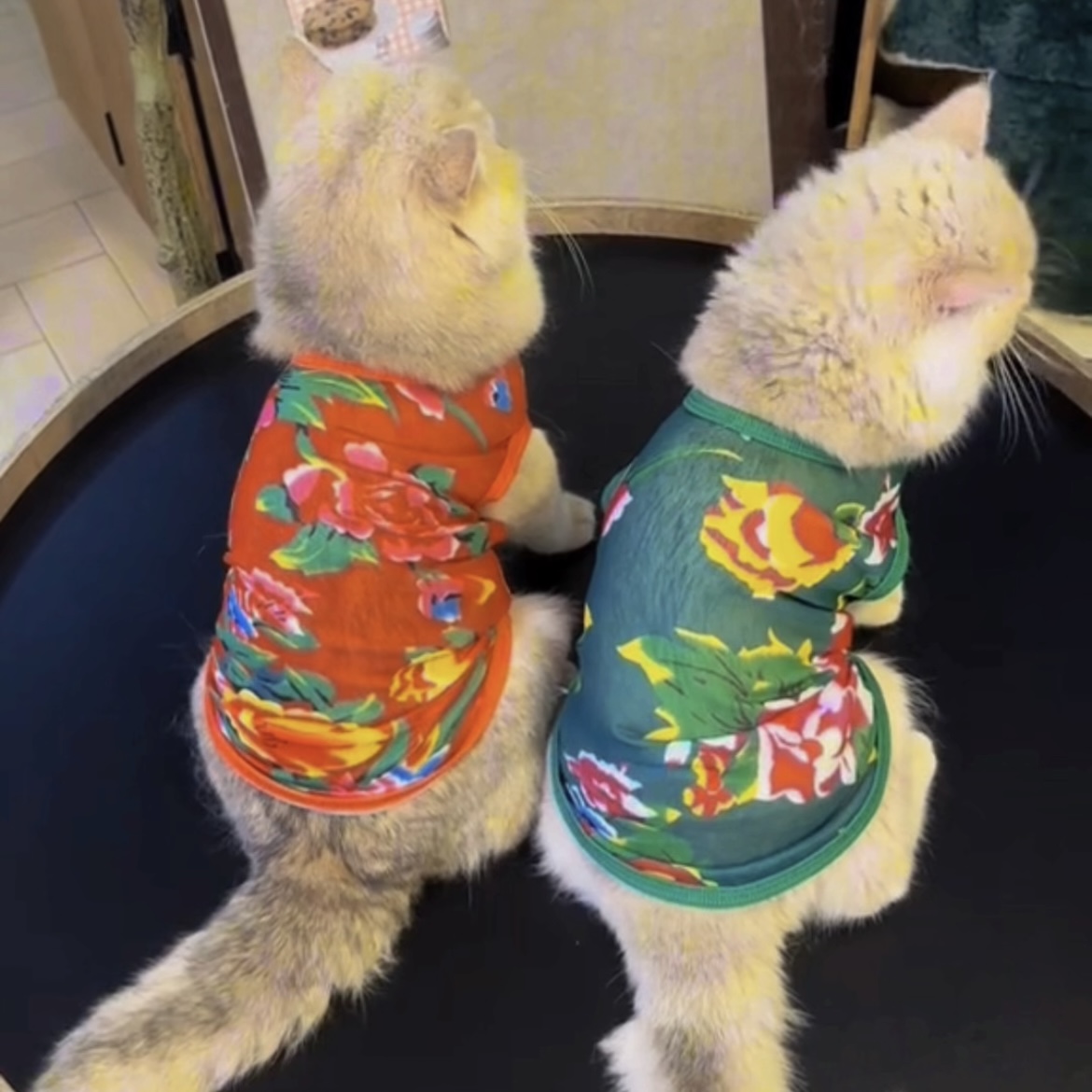 猫咪防掉毛衣服夏天薄款金银渐层布偶猫英短东北大花夏季网纱背心