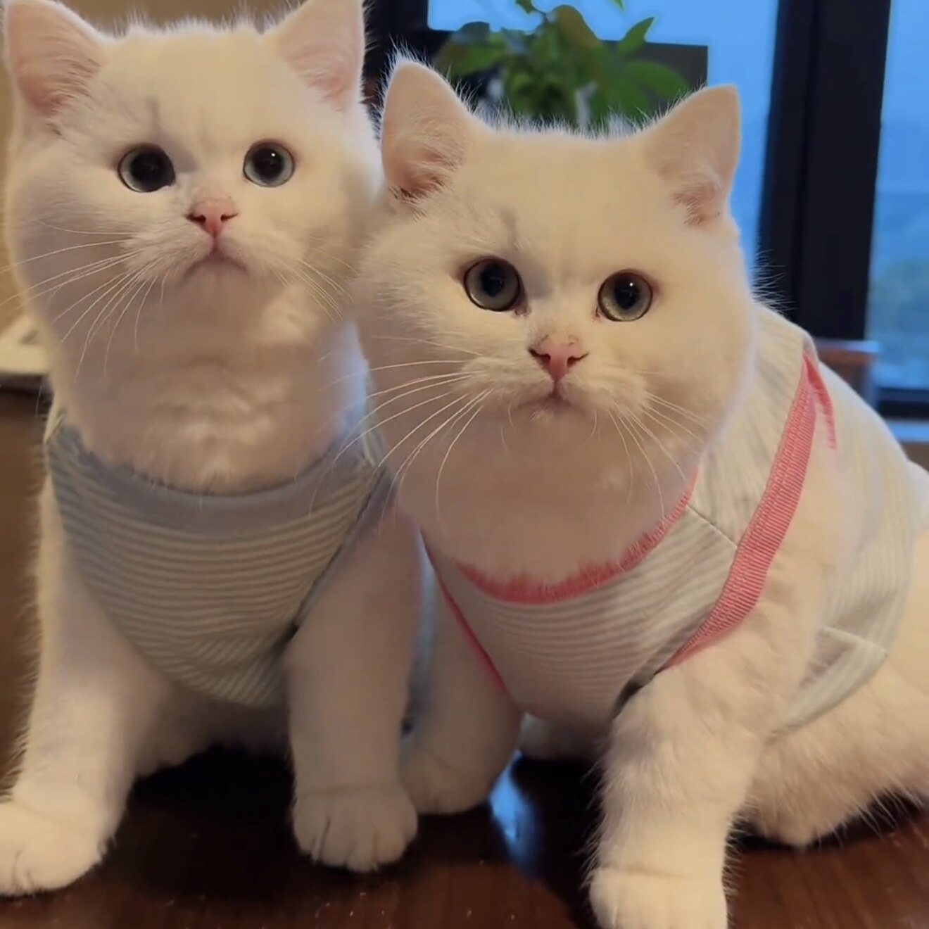 猫咪衣服防掉毛夏天薄款透气纯棉背心金渐层布偶猫英短蓝猫春夏装图片
