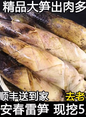 新鲜现挖野生新鲜雷笋