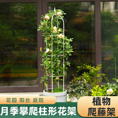 花架爬藤月季铁线莲支杆艺