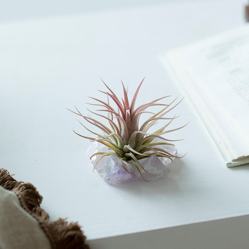 空气凤梨植物盆栽四季好养净化空气办公室内桌面趣味绿植懒人