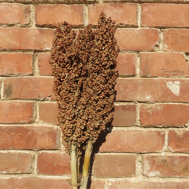 稻穗装饰 天然真稻子稻谷干花 麦穗农作物布景丰收节拍摄影道具