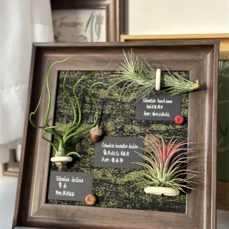 空气凤梨手工定制装饰画创意相框挂画礼物(含2-3颗植物)