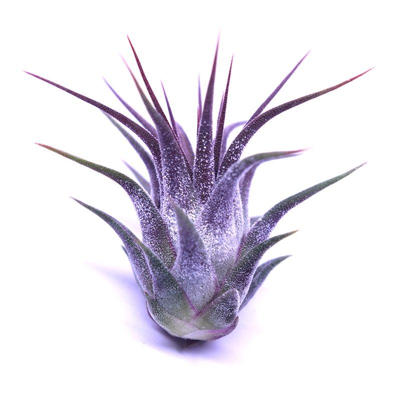 空气凤梨国际泰迪熊普布斯蛇精赤兔香槟河豚大男孩榛子玫瑰龙精灵