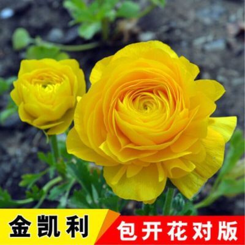 玫瑰花玫瑰花苗庭院阳台