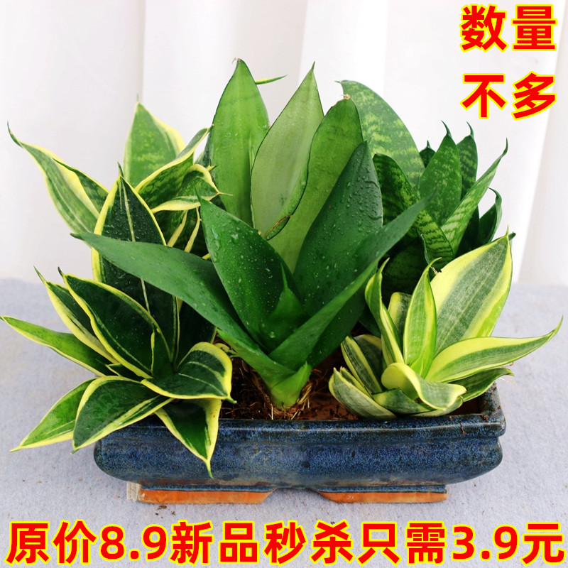 金边虎皮兰盆栽室内花卉客厅植物绿植虎尾白玉盆栽花卉