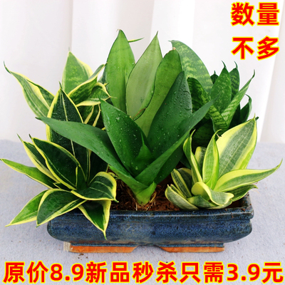 绿植白玉金边虎皮兰盆栽易活