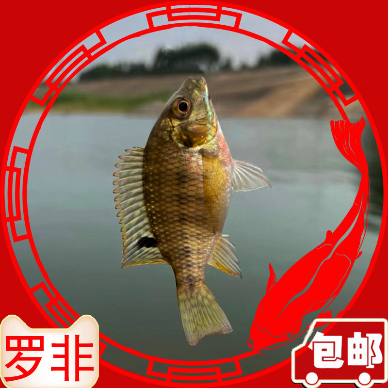 罗非鱼苗非洲鲫鱼罗非鱼苗活鱼苗食用特大脆肉罗非鱼苗淡水养殖