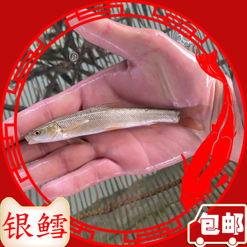 优质淡水银鳕鱼苗大鳞鲃鱼苗淡水鱼