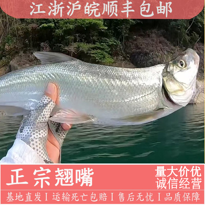 大规格翘嘴鱼苗顺丰包邮