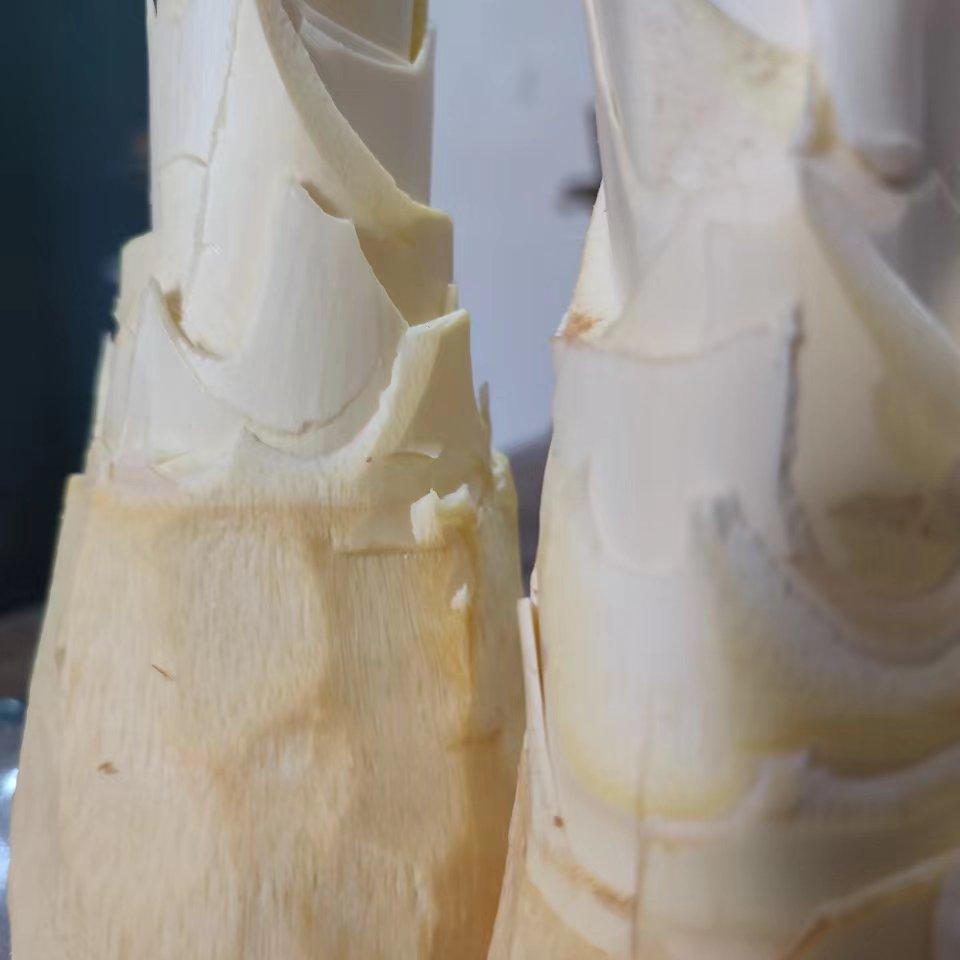 江西于都棕榈树嫩心去皮新鲜甜棕树心野棕树尖棕榈芯棕树头棕榈心