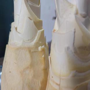 江西于都棕榈树嫩心去皮新鲜甜棕树心野棕树尖棕榈芯棕树头棕榈心