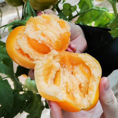 内蒙古五原新鲜黄柿子3斤应季水果自然熟黄色西红柿番茄蔬菜