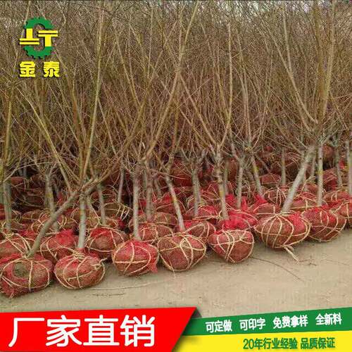 网袋片包树根网袋片苗木移栽网袋片