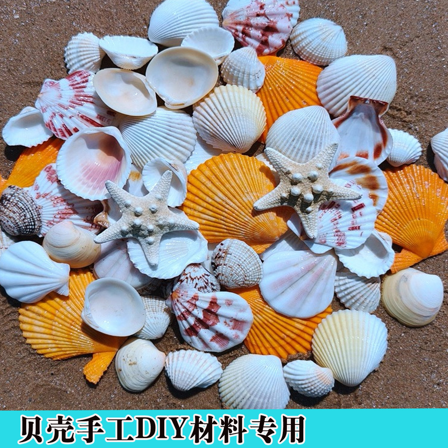天然贝壳海螺贝壳标本手工DIY材料包摆件相框创意家居装饰品摆台