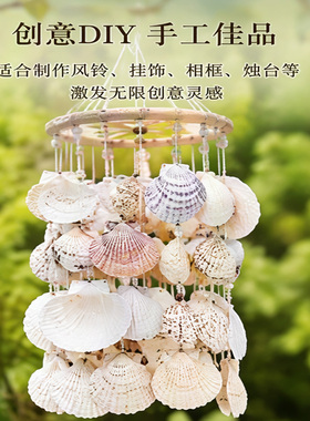 夏威夷大白扇贝壳DIY涂鸦工艺品