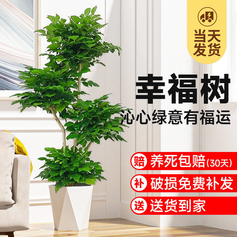 幸福树盆栽单株含盆易养新手
