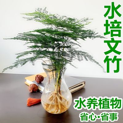 【水培文竹】室内绿植花卉盆栽水培植物四季常青客厅水培好养盆景