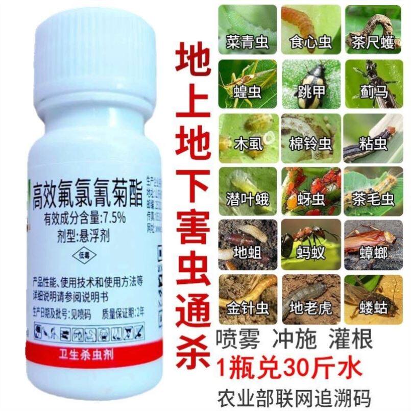 薄荷月季花蚂蚁玫瑰杀虫剂