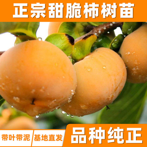 甜脆柿子树果苗地栽耐寒阳台庭院