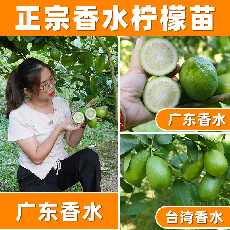 南北方种植台湾香水无核柠檬树苗