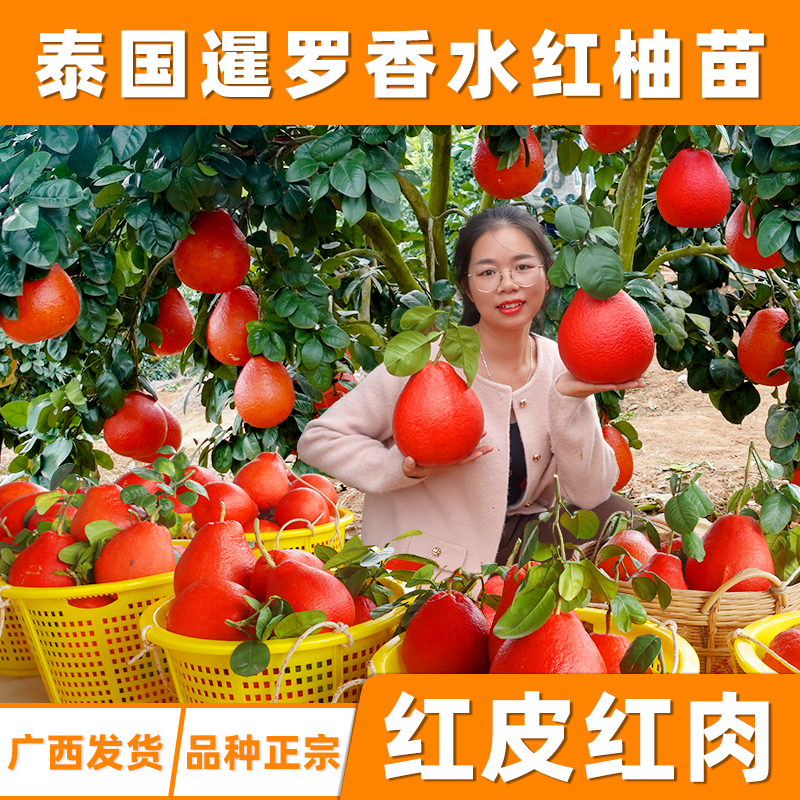 泰国常绿暹罗红柚苗香水柚果树