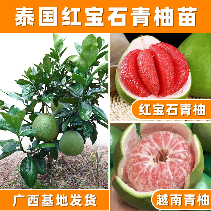 新口种青柚柚子树红心肉暹罗