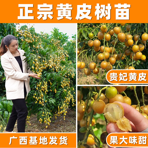 黄皮果苗鸡心无核嫁接阳台盆栽