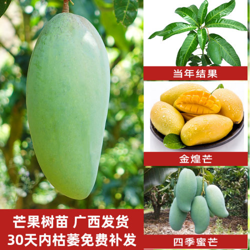 大芒果树苗南方嫁接四季种植庭院