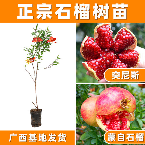 红石榴蒙自南北方种植果盆树苗