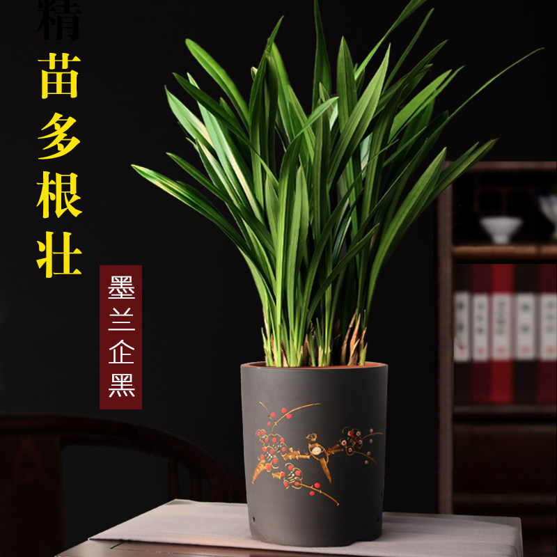 兰花盆栽墨兰企黑兰花室内四季好养植物客厅办公室名贵盆景