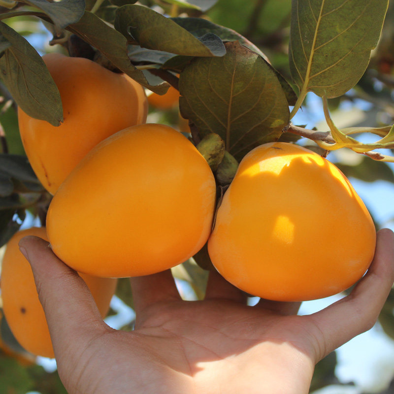 嫁接柿子苗脆甜牛心硬柿子树南方北方地栽果树苗摘下即食当年结果