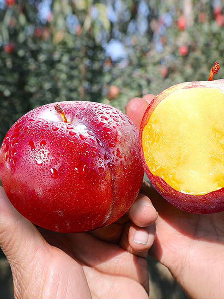 新品种特大晚熟红皮脆红李子苗南方北方种植嫁接李子树苗当年结果