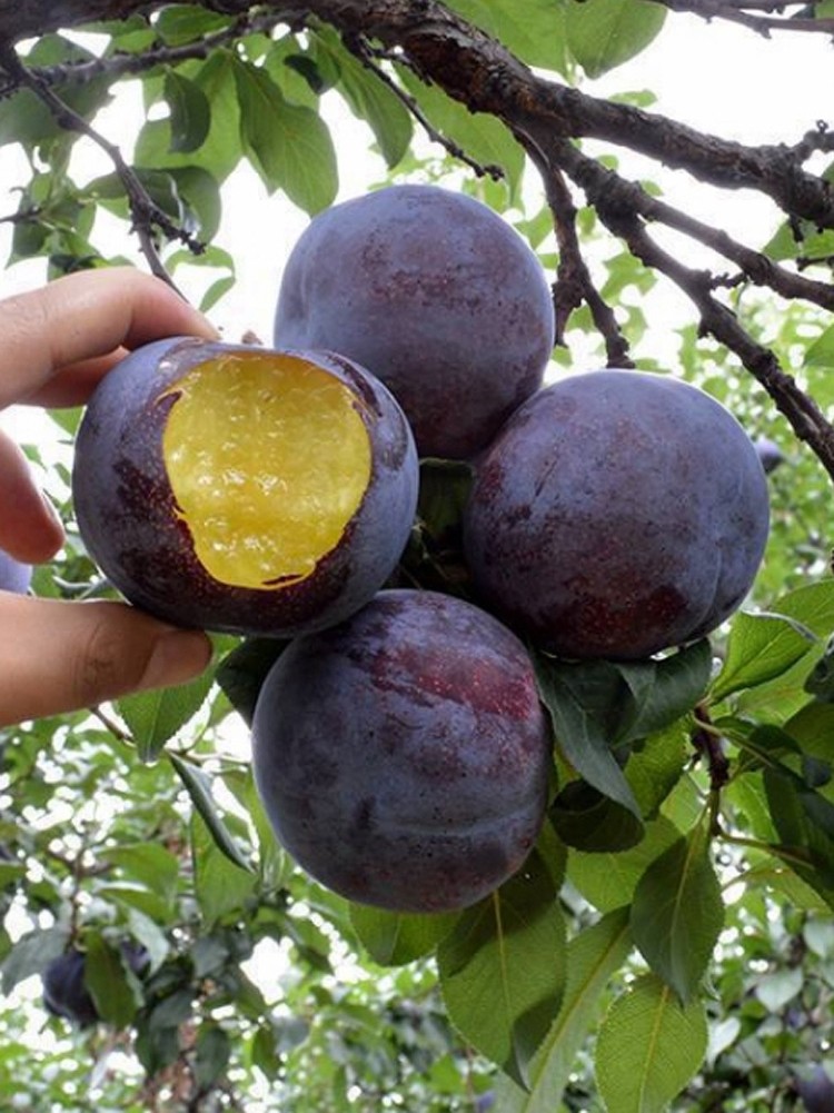 美国黑布林树苗嫁接李子苗晚熟特大李子树盆栽地栽南方北方种植