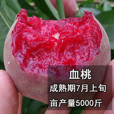 血桃树果苗嫁接特大水蜜桃南方北方种植果树果苗庭院地栽当年结果