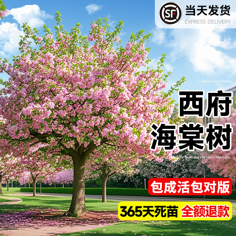 海棠树苗高杆西府垂丝海棠树苖果树庭院盆栽地四季开花大型风景树图片