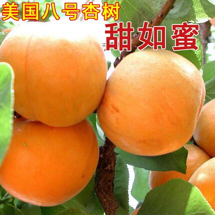 美国八号杏树新品种嫁接特大脆甜早熟大黄杏树苗庭院种植果树果苗