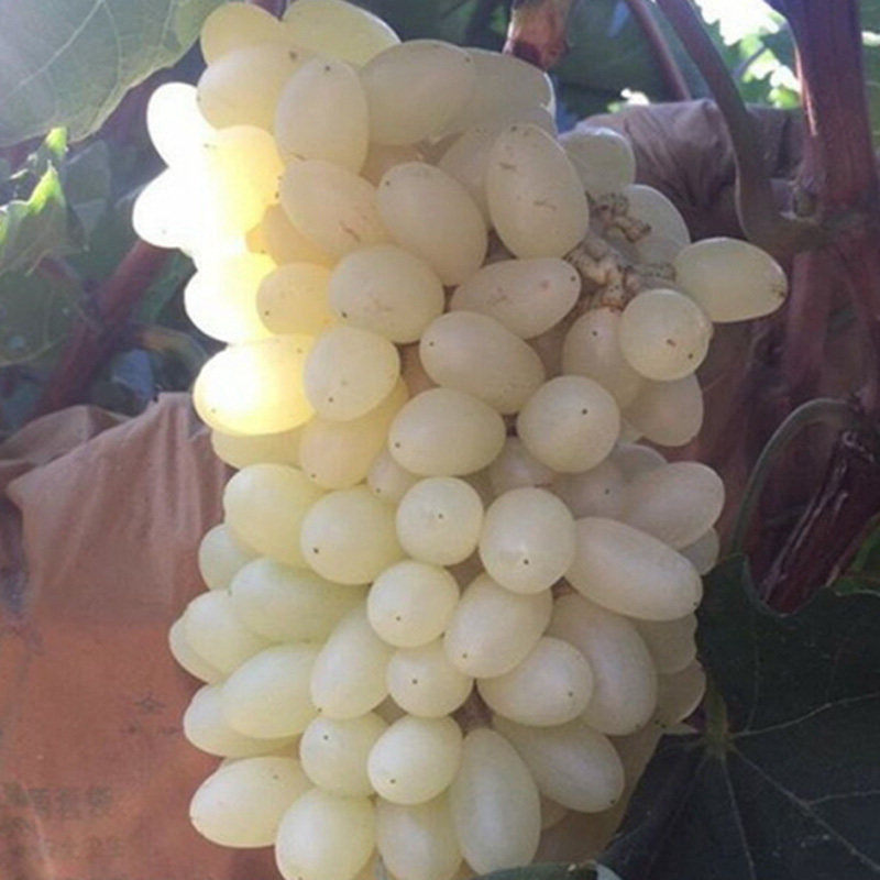 新品种马奶白玉无核葡萄苗嫁接葡萄树苗南方北方种植易活当年结果