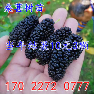 正宗桑葚树苗嫁接桑树苗大叶盆栽地栽果桑苗南北方四季种植桑树苗